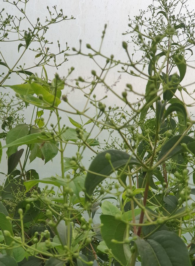 Zevenzonenboom | Heptacodium miconiodes