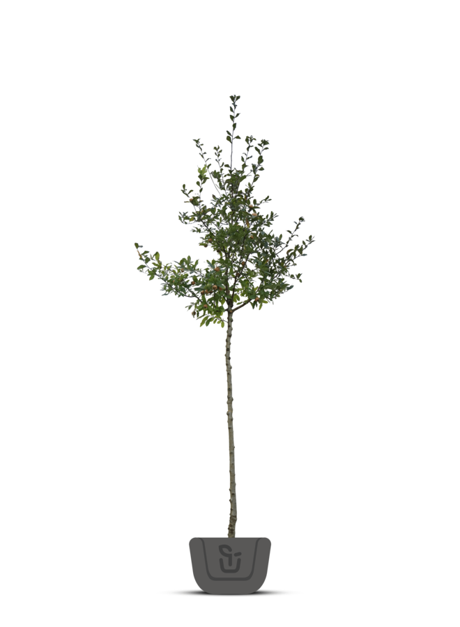 Mispel | Mespilus germanica Westerveld