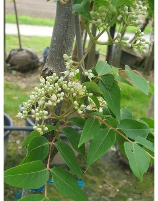 Bijenboom | Tetradium Daniellii