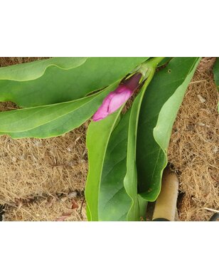 Beverboom | Roze Magnolia susan