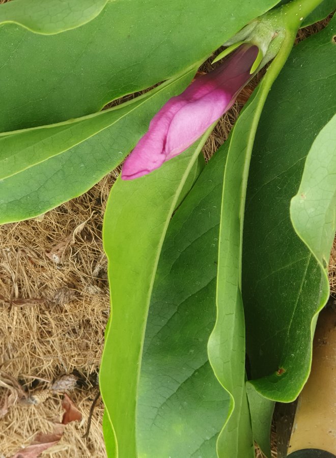 Beverboom | Roze Magnolia susan