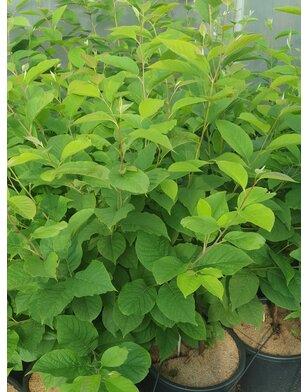 Sneeuwklokjesboom | Halesia carolina | meerstammig