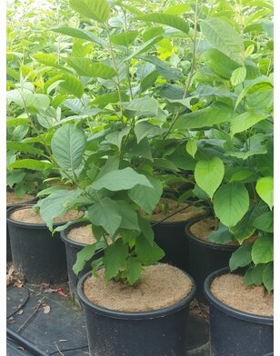 Sneeuwklokjesboom | Halesia carolina | meerstammig