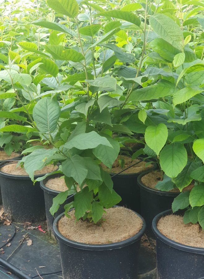 Sneeuwklokjesboom | Halesia carolina | meerstammig