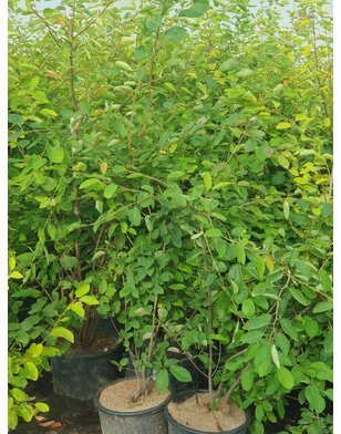 Krentenboom meerstammig | Amelanchier Lamarckii
