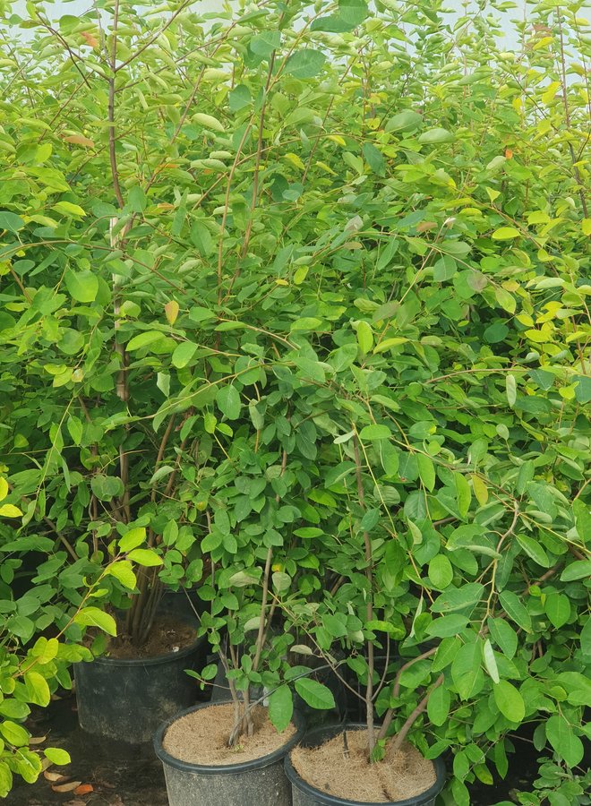 Krentenboom meerstammig | Amelanchier Lamarckii