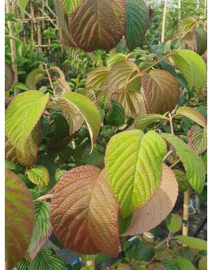 Viburnum opulus 'Roseum'