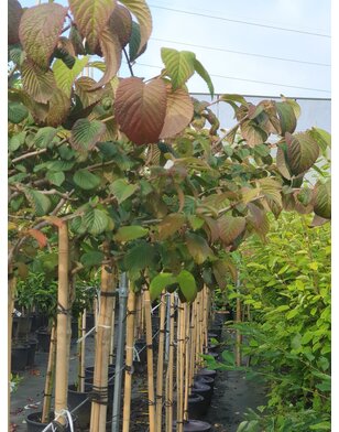 Viburnum opulus 'Roseum'