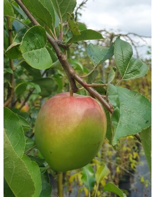 Appelboom | Malus domestica Notarisappel