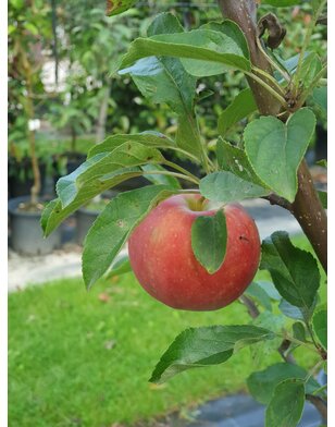 Appelboom | Malus domestica Elstar