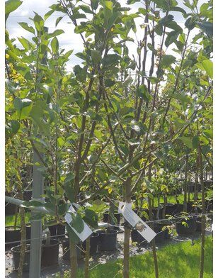 Appelboom | Malus domestica Benoni
