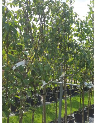 Perenboom | Pyrus communis Conference