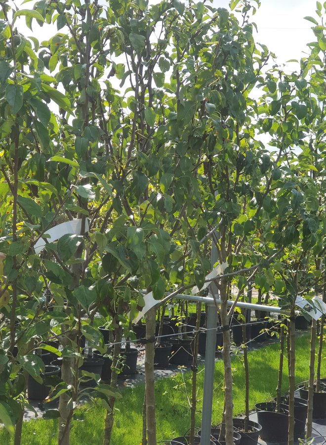 Perenboom | Pyrus communis Conference