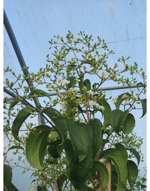 Zevenzonenboom | Heptacodium miconiodes
