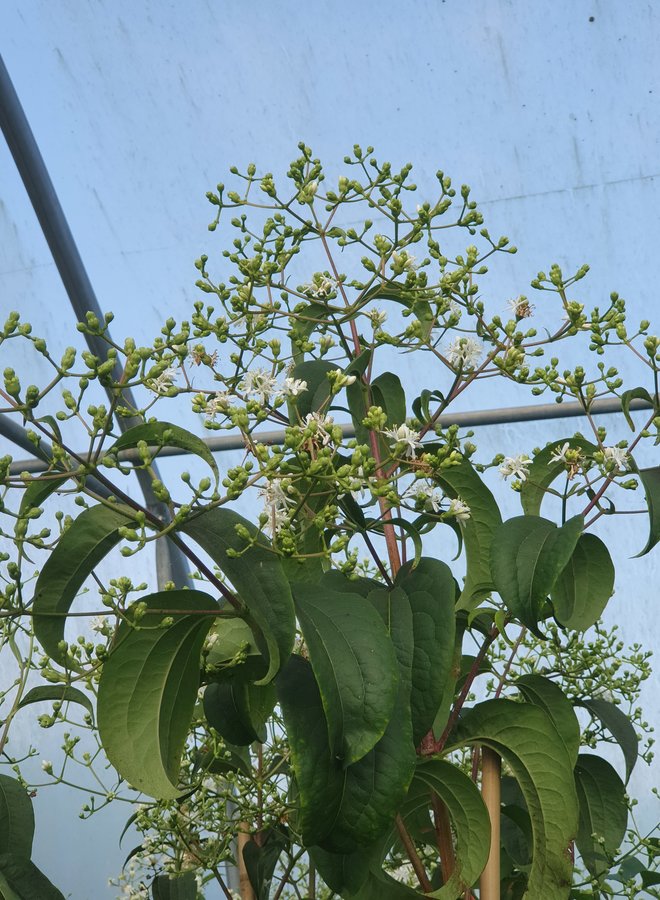 Zevenzonenboom | Heptacodium miconiodes