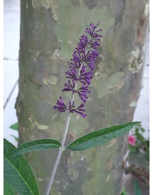 Vlinderstruik |  Buddleja davidii 'Ile de France'