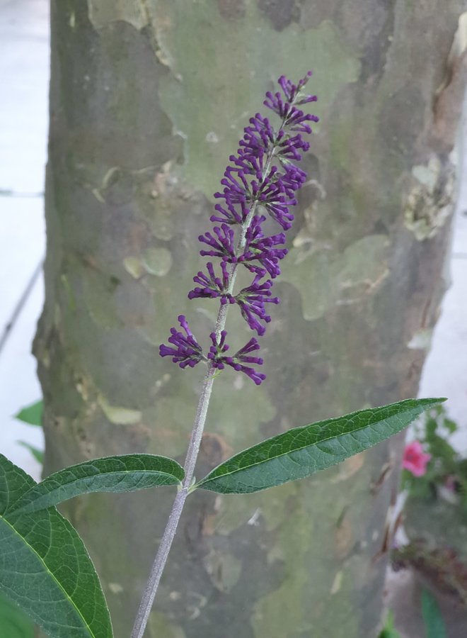 Vlinderstruik |  Buddleja davidii 'Ile de France'