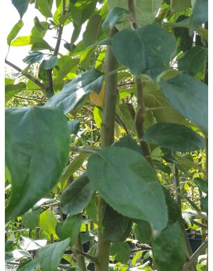 Appelboom | Malus domestica Gravensteiner