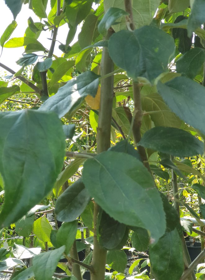 Appelboom | Malus domestica Gravensteiner