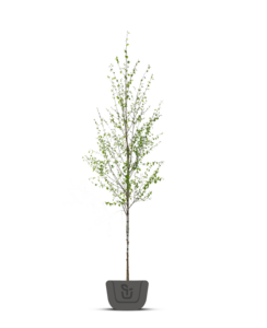 Witte Berk  | Betula utilis Doorenbos