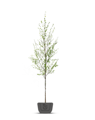 Witte Berk  | Betula utilis Doorenbos