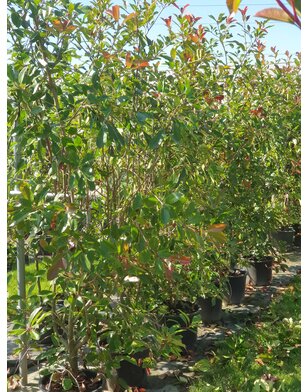 Photinia fraseri Red Robin | struik