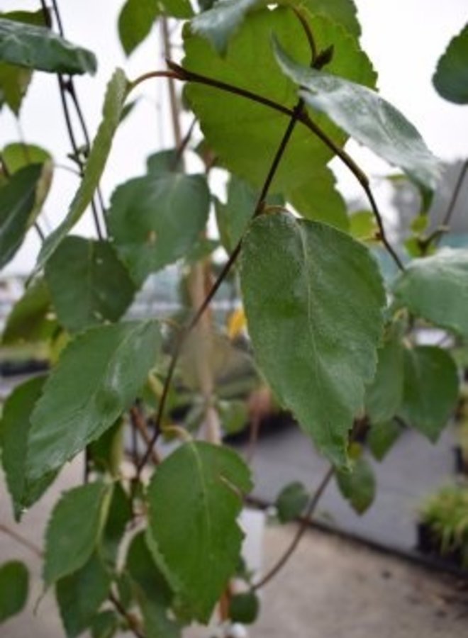 Witte Berk  | Betula utilis Doorenbos