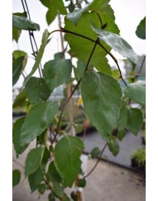 Witte Berk  | Betula utilis jacquemontii