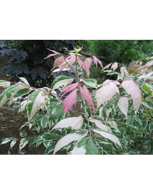 Vederesdoorn | Acer negundo Variegatum