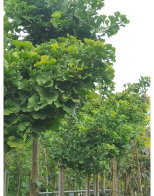 Japanse notenboom | Ginkgo biloba Mariken