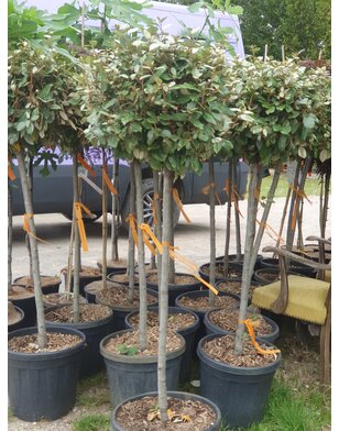 Olijfwilg op stam | Elaeagnus ebbingei