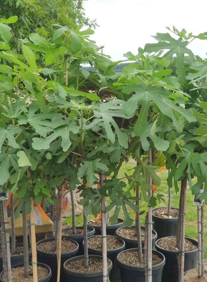 Vijgenboom | Ficus Carica