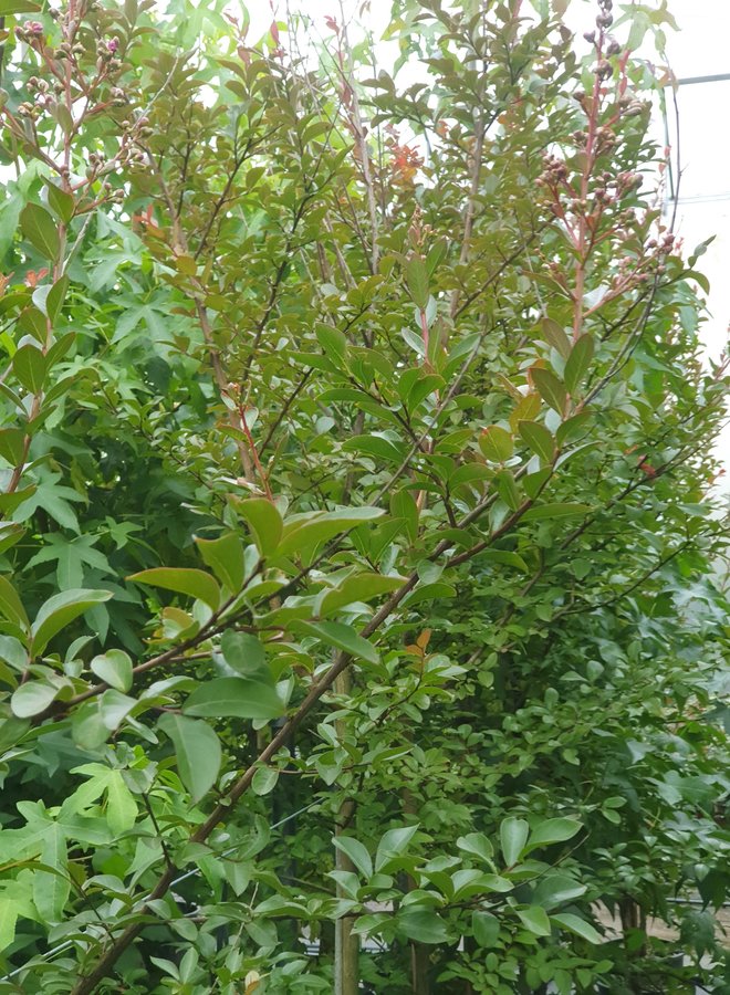 Indische Sering | Lagerstroemia Lipan