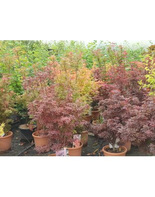 Japanse esdoorn | Acer palmatum Skeeters Broom