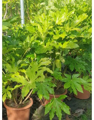 Vingerplant | Fatsia japonica