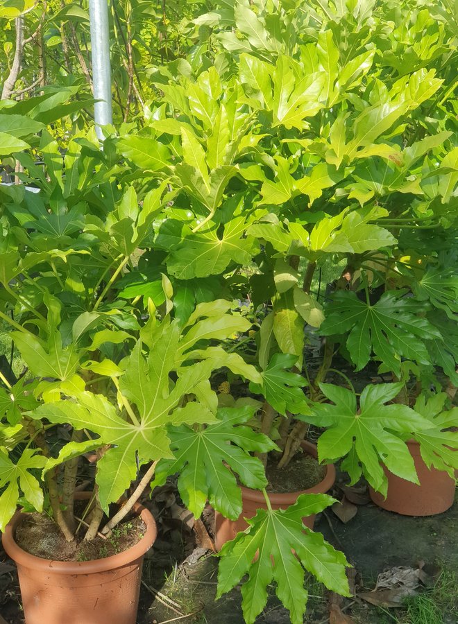 Vingerplant | Fatsia japonica