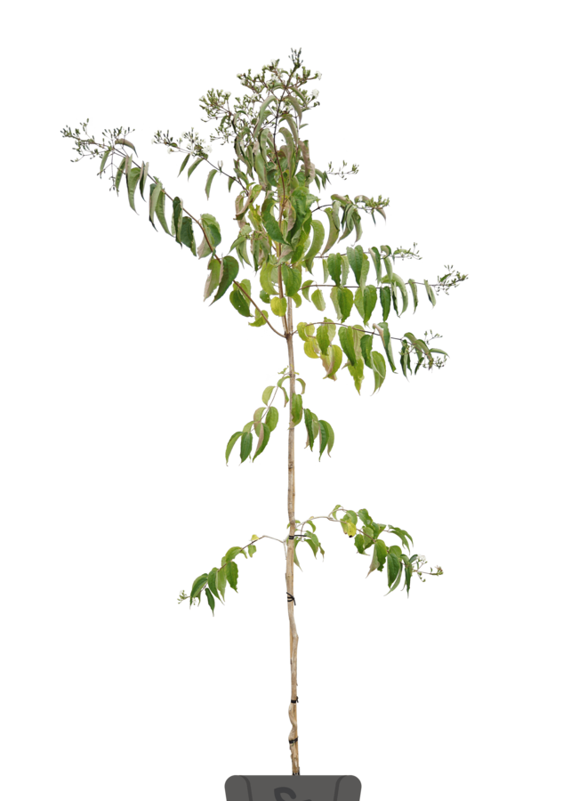 Zevenzonenboom | Heptacodium miconiodes