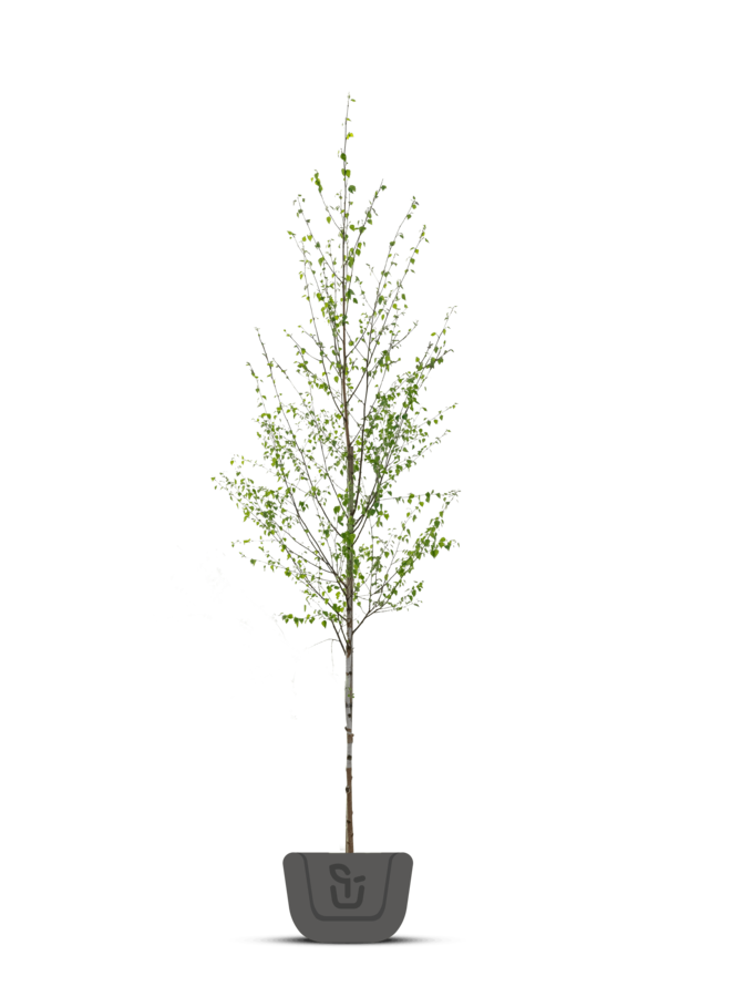 Witte Berk meerstammig | Betula ut. Jacquemontii