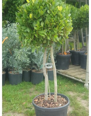 Keuken laurier | Laurus Nobilis