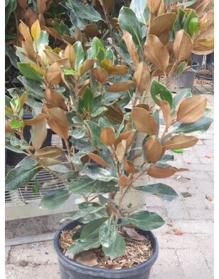Magnolia grandiflora Little Gem