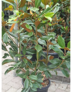 Magnolia struik | Magnolia grandiflora Goliath | Preacox