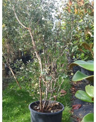 Kurkeik | Quercus Suber | Struik