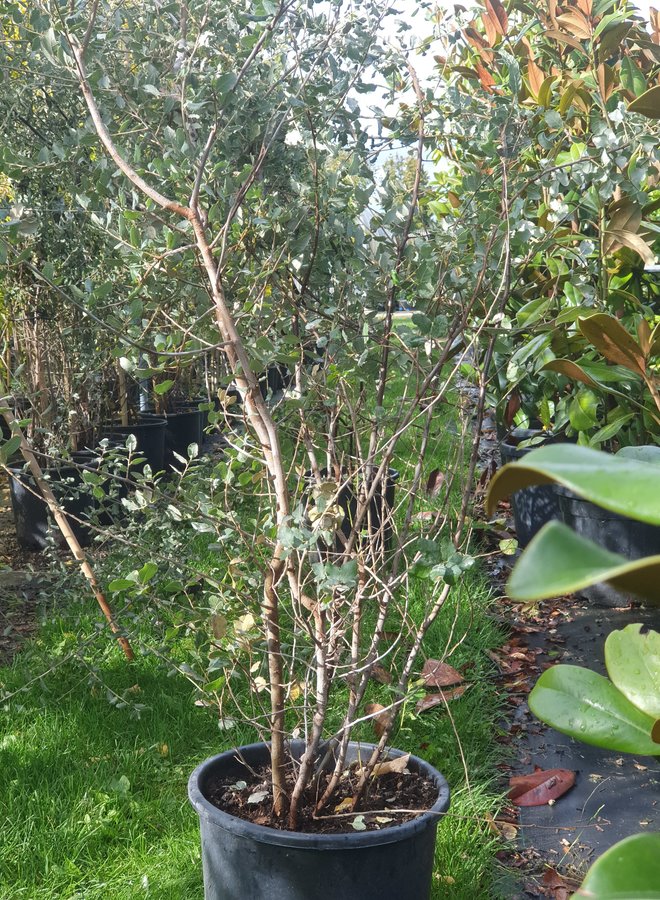 Kurkeik | Quercus Suber | Struik