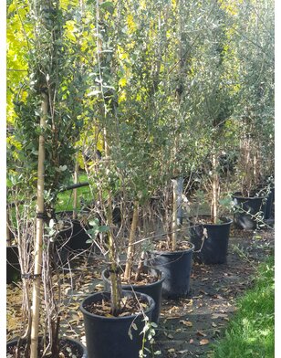 Kurkeik | Quercus Suber | Struik