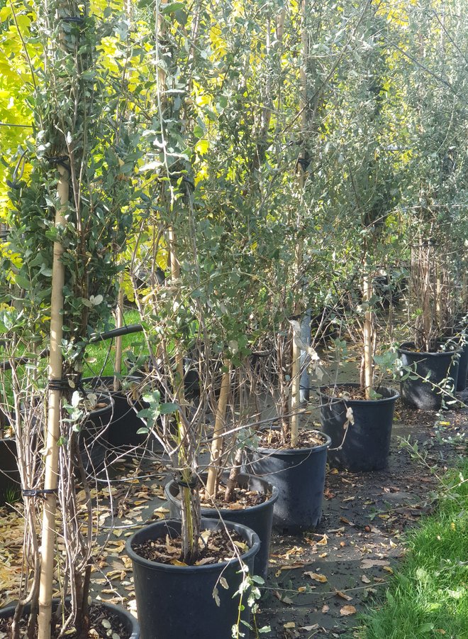 Kurkeik | Quercus Suber | Struik