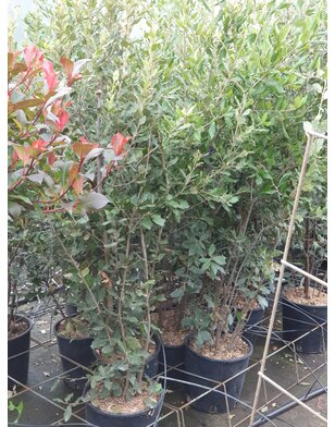 Steeneik | Quercus Ilex | meerstammig