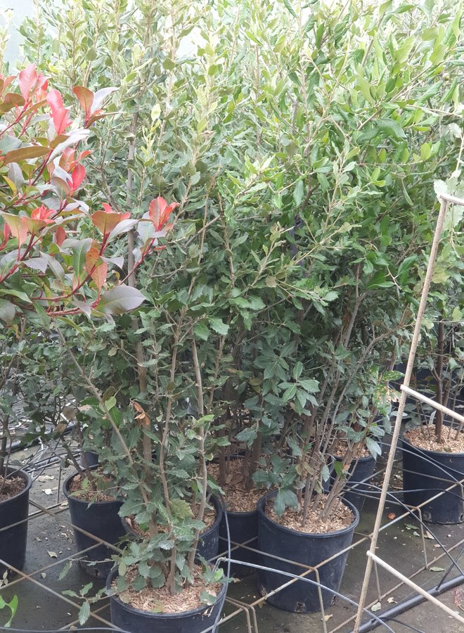 Steeneik | Quercus Ilex | meerstammig