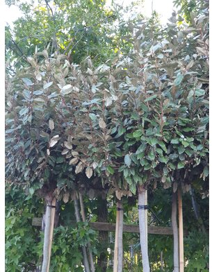 Olijfwilg op stam | Elaeagnus ebbingei