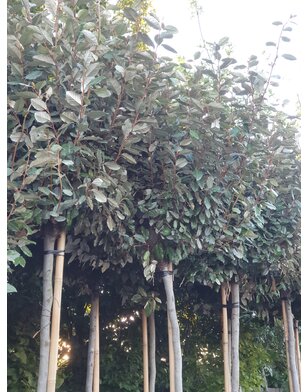 Olijfwilg op stam | Elaeagnus ebbingei