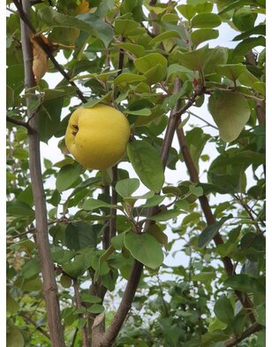 Kweepeer | Cydonia oblonga 'Champion'